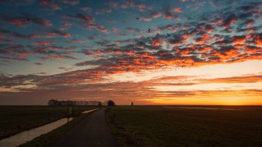 Hollanda 'da gündoğumunda arka planda deniz feneri Het Paard van Marken olan Marken adasının yukarısındaki kaz sürüleri