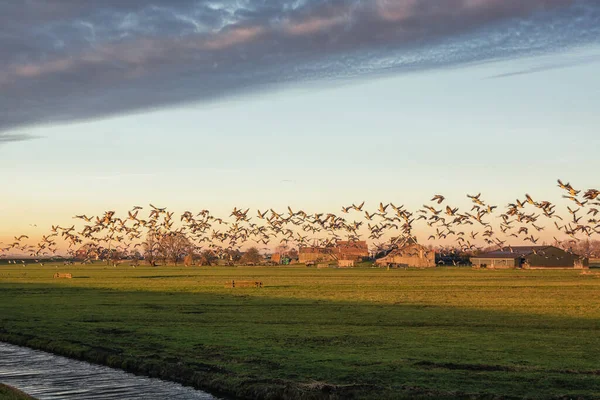 Flocks of geese above the island of Marken during sunrise in The Netherlands