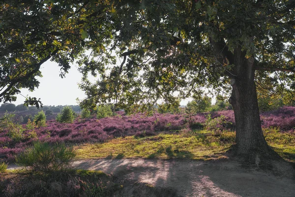 Sentier Sablonneux Travers Les Landes Dans Parc National Veluwe Pendant — Photo