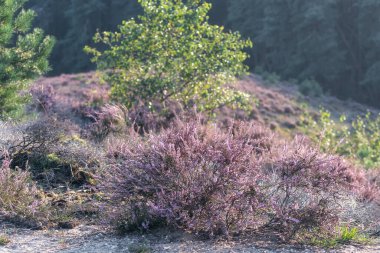 Hollanda 'da gün batımında Veluwe Milli Parkı' ndaki fundalık tarlaları