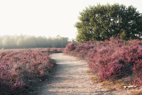 샌디는 네덜란드의 석양무렵볼 공원에 구릉지를 지나고 — 스톡 사진