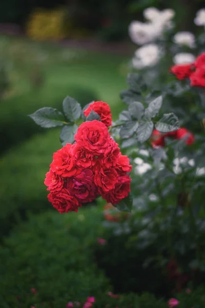 Blühender Roter Rosenstrauch Einem Garten Irgendwo Den Niederlanden — Stockfoto