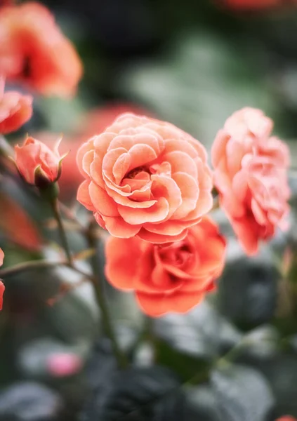 Blooming Orange Rose Bush Garden Somewhere Netherlands — Stock Photo, Image