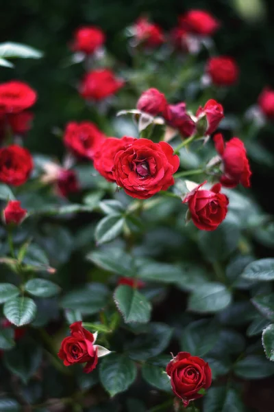 Floreciente Rosal Roja Jardín Algún Lugar Los Países Bajos —  Fotos de Stock