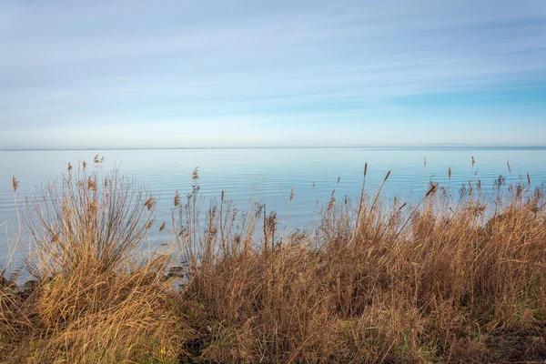 Reed. —  Fotos de Stock