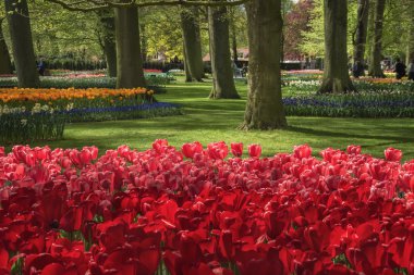 Keukenhof ziyareti.