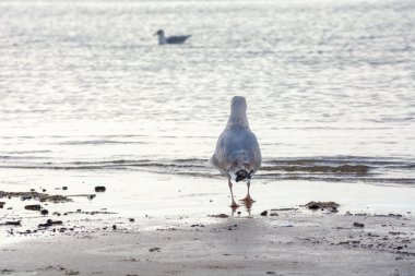 Şor üzerinde martı