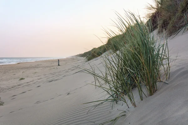 Recinzione per proteggere le dune, Wijk aan zee, Paesi Bassi — Foto Stock