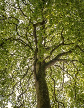 ağacın üst dalları