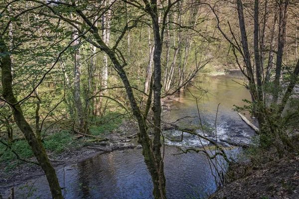 In het voorjaar bos. — Stockfoto