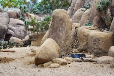 Kaktüs Garden Park.