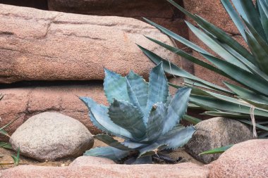 Kaktüs Garden Park.