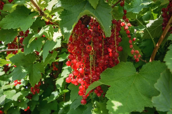 Red currant bunches. — Stock Image Red currant bunches. Royalty Free Stock Photos
