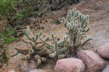 Kaktüs Garden Park.