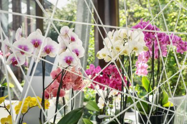 Orkide dekoratif kompozisyon.