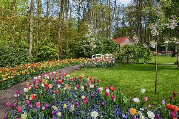 The garden of spring flowers. — Stock Photo, Image