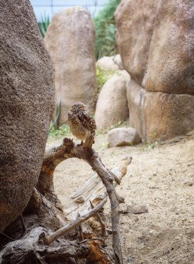 Baykuş bir dalda oturuyor.