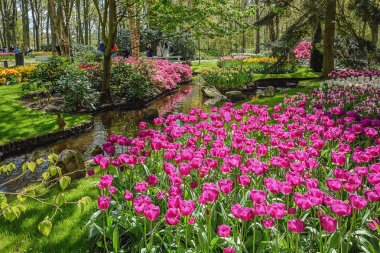 Hollanda'da ünlü Keukenhof parkta çiçek açan çiçekler