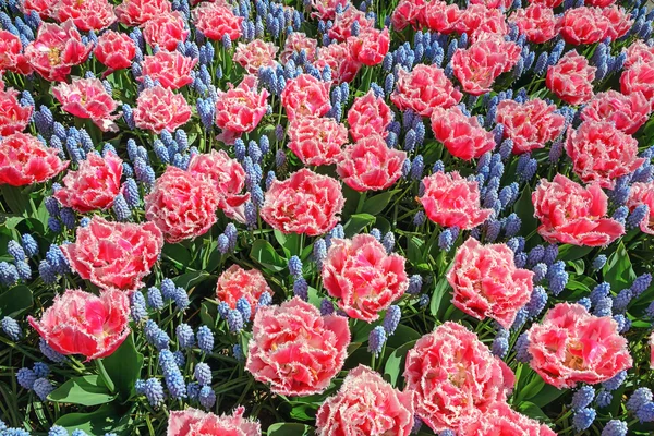 盛开的鲜花，在有名的荷兰库肯霍夫公园 — 图库照片