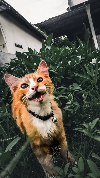 Cat Siempre Llama Por Mañana — Foto de Stock