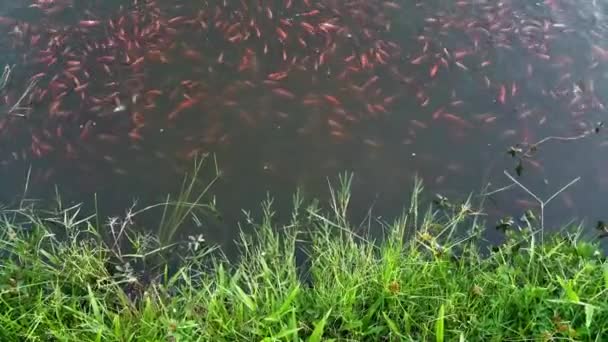 Ett Gäng Fiskar Som Simmar Dammen Naturlig Guldfiskodling — Stockvideo