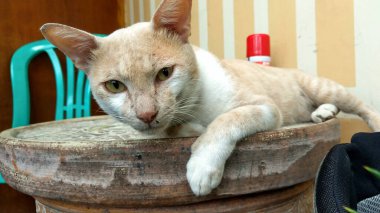 Bahçedeki duvarda duran beyaz sarı kahverengi kürklü vahşi bir kedi.