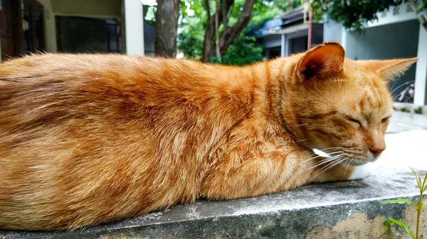 Seekor Kucing Liar Dengan Bulu Kuning Putih Beristirahat Dinding Halaman — Stok Foto