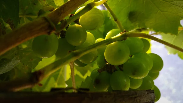 Trauben Mit Grünen Blättern Weinstock Frisches Obst Der Morgensonne Kleine — Stockfoto