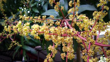 Güzel mango çiçeği, mango çiçeğinin bir dalı..