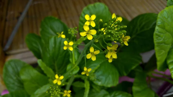Bunga Mustard Sinapis Aiba Bunga Kuning Dan Tanaman Alam Bunganya — Stok Foto