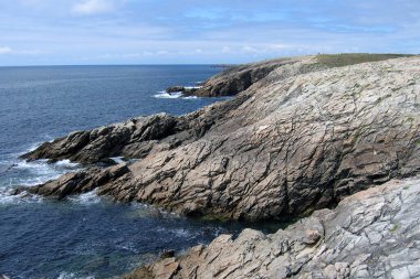 Krochers plongent dans la mer