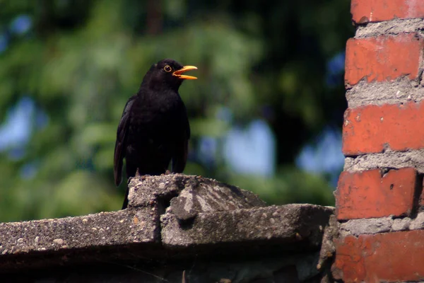 Merle Noir Sur Mur — Stockfoto