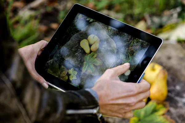 Female hands hold a tablet — Stock Photo, Image