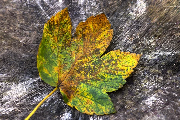 Hojas de otoño —  Fotos de Stock