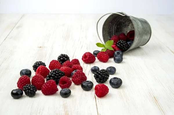 Freshly collecting wild berry fruits — Stock Photo, Image