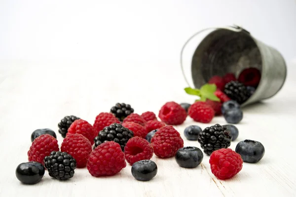 Frescamente coletando frutos silvestres — Fotografia de Stock