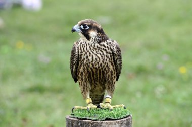Falco
