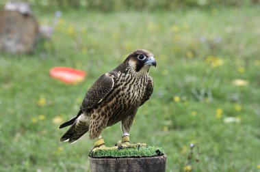 Peregrine Şahini
