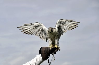 Peregrine Şahini