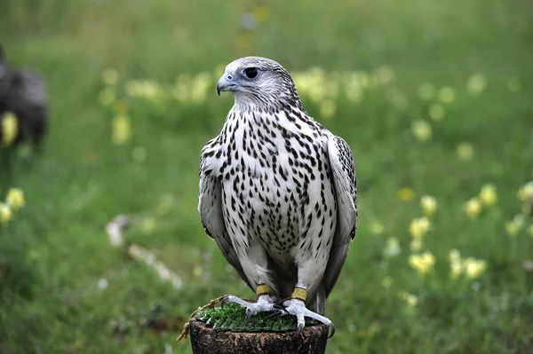 FalcoFalco — Foto Stock