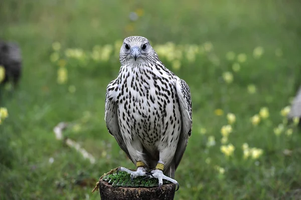 Falco — Stok fotoğraf