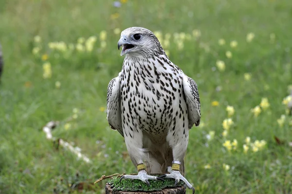 FalcoFalco — Stock fotografie