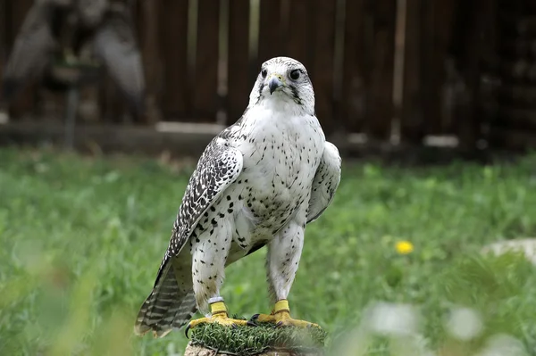 Halcón peregrino —  Fotos de Stock