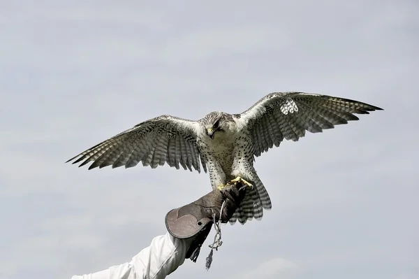 Peregrine Şahini — Stok fotoğraf