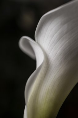 güzel beyaz calla lily