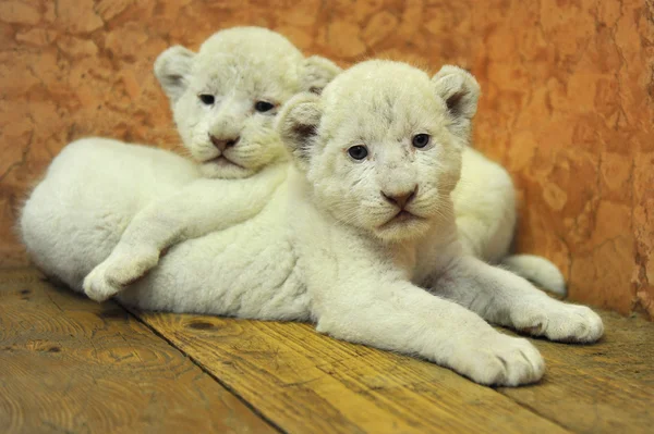 Baby white lions — Stock Photo, Image