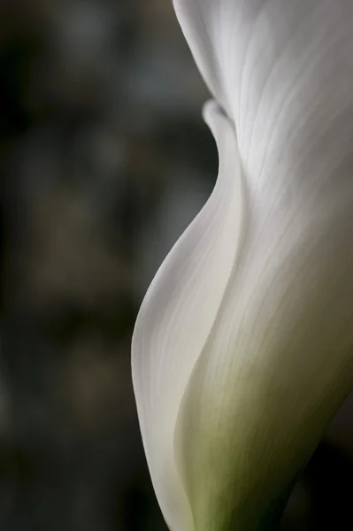 Calla bianca — Foto Stock