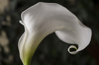 Beyaz calla