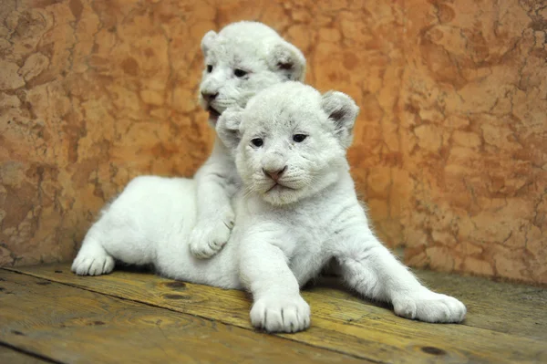 Bebek beyaz aslanlar