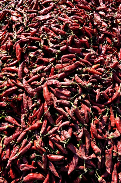 Chili peper — Stockfoto